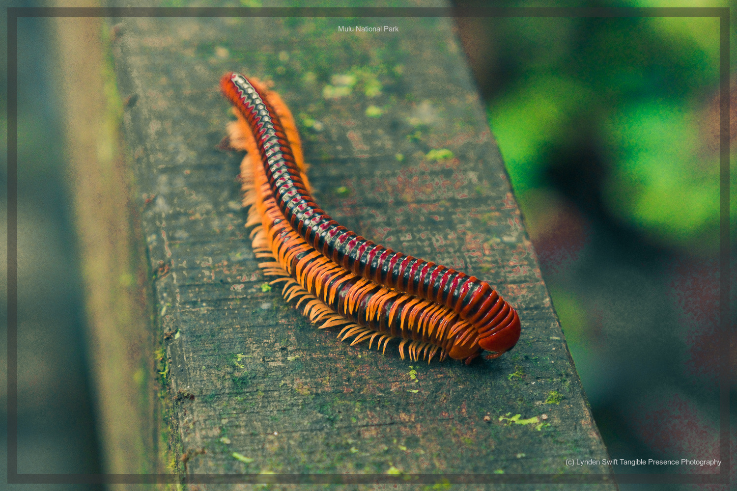  Two Millipedes who love each other very very much.  